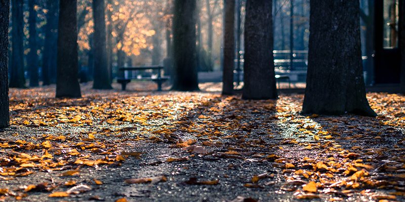 Park in the Fall